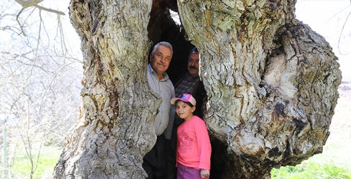 Hakkâri’deki ceviz ağacı geniş kovuğuyla dikkati çekiyor