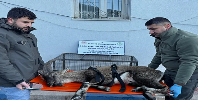 Hakkari'de bulunan yaralı dağ keçisi tedavi altına alındı