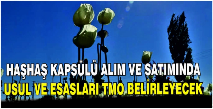 Haşhaş kapsülü alım ve satımında usul ve esasları TMO belirleyecek