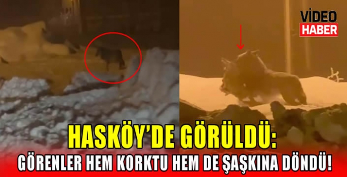 Hasköy'de görüldü: Görenler Hem korktu hem de şaşkına döndü! 