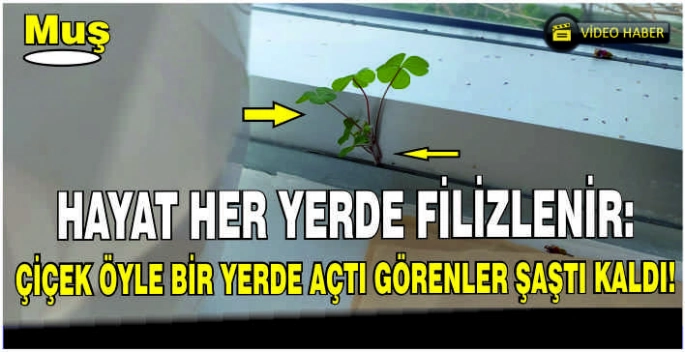 Hayat her yerde filizlenir: Çiçek öyle bir yerde açtı görenler şaştı kaldı!
