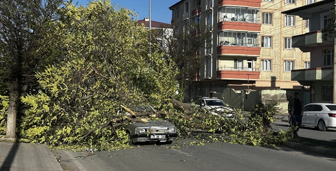 Iğdır'da seyir halindeyken üzerine ağaç devrilen otomobilin sürücüsü yaralandı