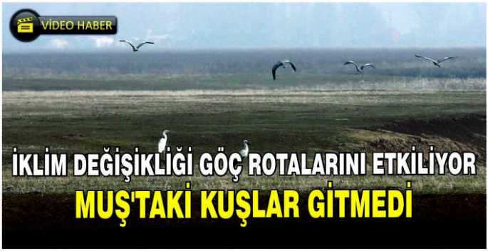 İklim değişikliği göç rotalarını etkiliyor: Muş'taki kuşlar gitmedi