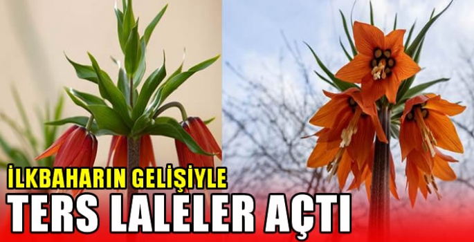 İlkbaharın gelişiyle ters laleler açtı