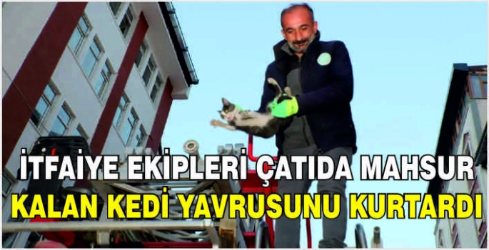 İtfaiye ekipleri çatıda mahsur kalan kedi yavrusunu kurtardı