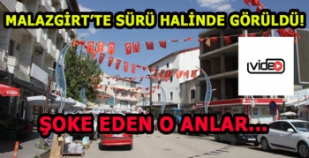 Malazgirt’te sürü halinde görüldü... Şoke eden o anlar!