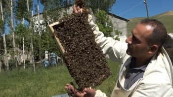 Muş'ta, arıların oğul verme döneminin başladı