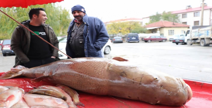 Karasu Nehri'nde oltayla takılan balığı görenler gözlerine inanmadı!