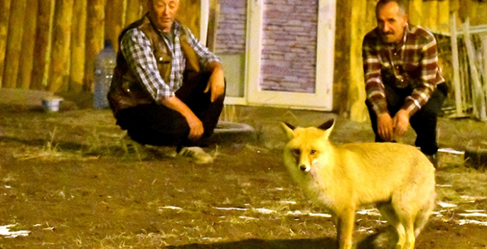 Kars'ın Sarıkamış ilçesinde aç kalan kızıl tilkiyi bölge sakinleri besledi