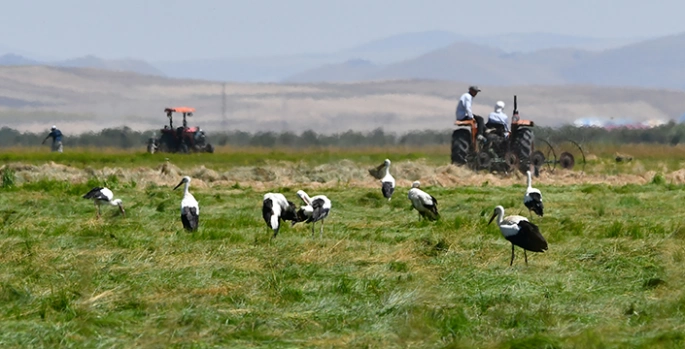 Kars'ta çiftçiler hasada başladı leylekler çayırları şenlendirdi