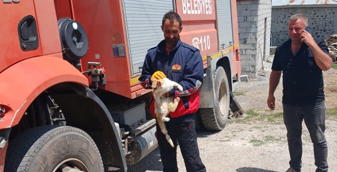 Kars'ta elektrik direğinde mahsur kalan kediyi itfaiye kurtardı