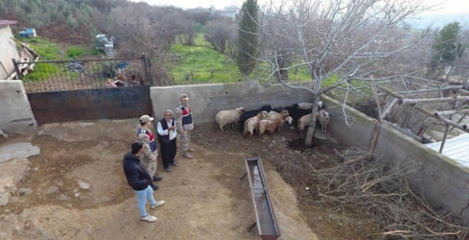 Kaybolan küçükbaş hayvanlar jandarma tarafından bulundu