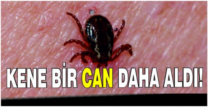 Kene bir can daha aldı!
