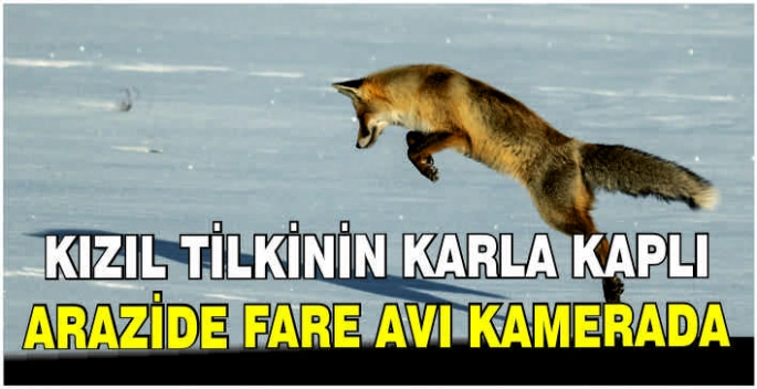Kızıl tilkinin karla kaplı arazide fare avı kamerada