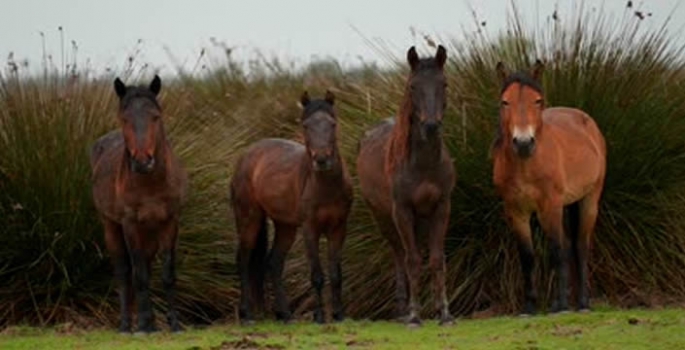 Kızılırmak Deltası'nda özgürce koşan yılkı atları