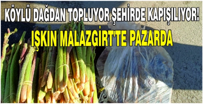 Köylü dağdan topluyor şehirde kapışılıyor: Işkın Malazgirt’te pazarda