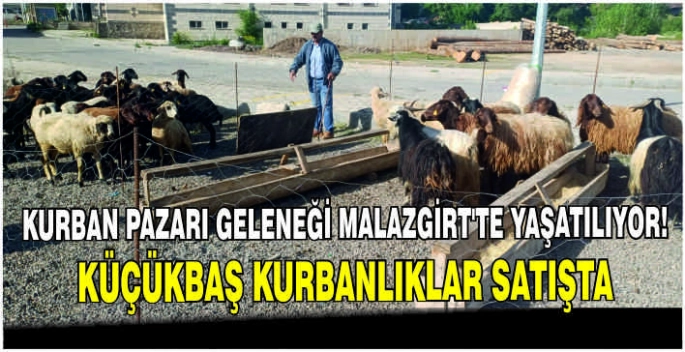 Kurban pazarı geleneği Malazgirt’te yaşatılıyor! Küçükbaş kurbanlıklar satışta