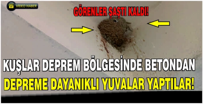 Kuşlar deprem bölgesinde betondan depreme dayanıklı yuvalar yaptılar!