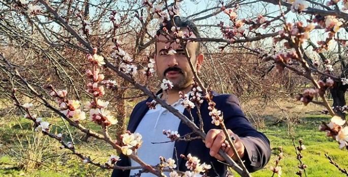 Malatya'da bazı kayısı ağaçları erken çiçek açtı