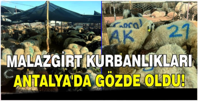 Malazgirt Kurbanlıkları Antalya’da gözde oldu!
