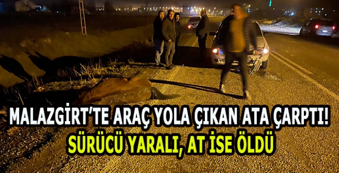 Malazgirt’te araç yola çıkan ata çarptı! Sürücü yaralı, at ise öldü