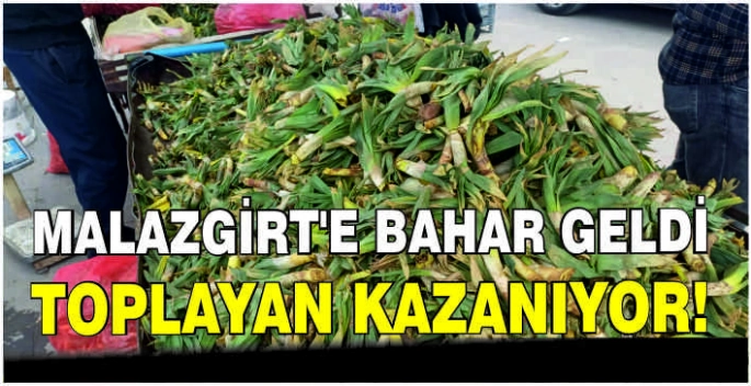 Malazgirt’te Bahar geldi: Toplayan kazanıyor!
