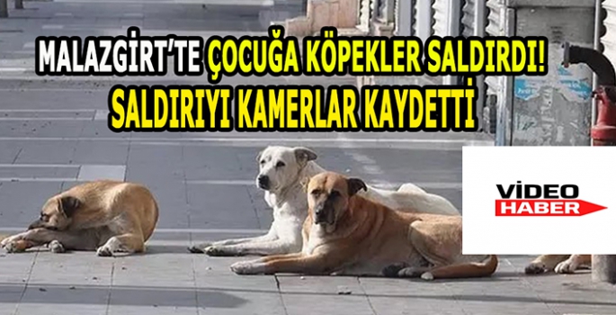 Malazgirt’te bir çocuk köpek saldırısına uğradı! Kameralar saldırıyı kaydetti…