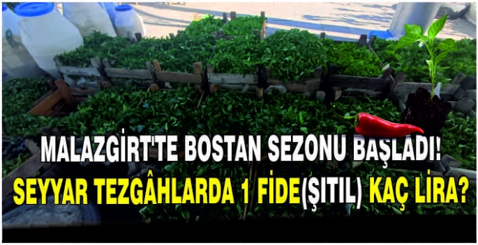 Malazgirt’te bostan sezonu başladı! Seyyar tezgâhlarda 1 fide(Şıtıl) kaç lira?