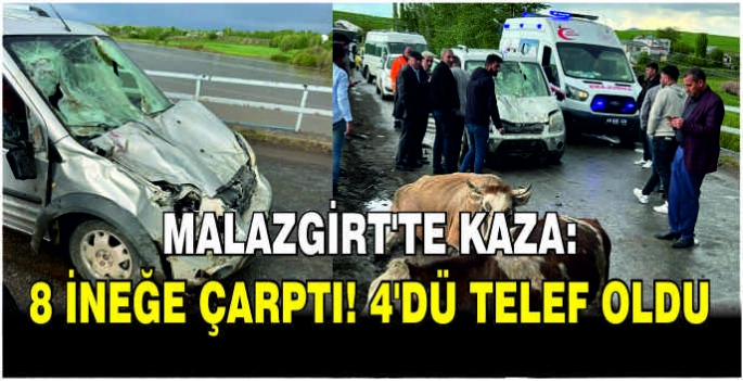 Malazgirt'te kaza: 8 ineğe çarptı! 4’dü telef oldu