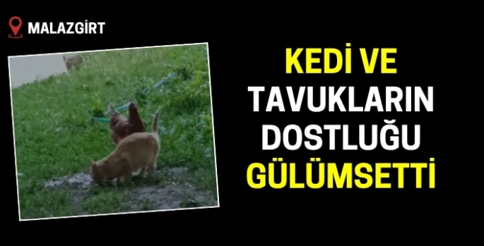 Malazgirt'te kedi ve tavukların dostluğu gülümsetti!