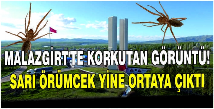 Malazgirt’te korkutan görüntü! Sarı Örümcek yine ortaya çıktı