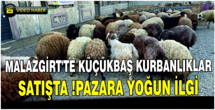 Malazgirt’te küçükbaş kurbanlıklar satışta !Pazara yoğun ilgi