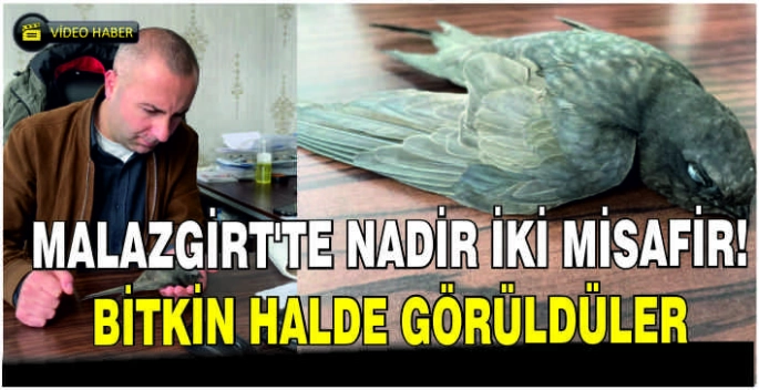 Malazgirt’te nadir iki misafir! bitkin halde görüldüler