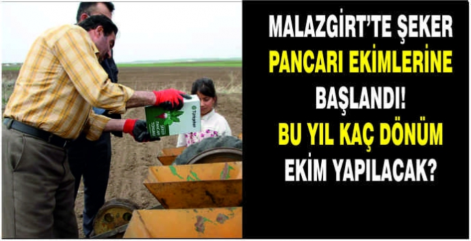  Malazgirt’te şeker pancarı ekimlerine başlandı! Bu yıl kaç dönüm ekim yapılacak?