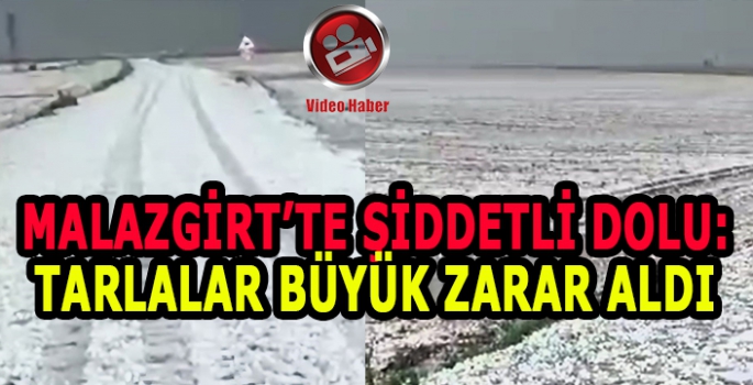 Malazgirt'te şiddetli dolu zararları: Tarlalar büyük hasar aldı