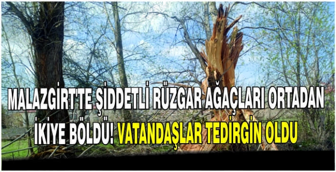Malazgirt’te şiddetli rüzgar ağaçları ortadan ikiye böldü! Vatandaşlar tedirgin oldu