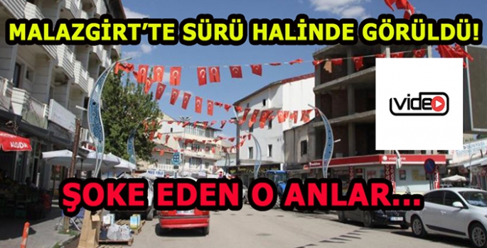 Malazgirt’te sürü halinde görüldü... Şoke eden o anlar!
