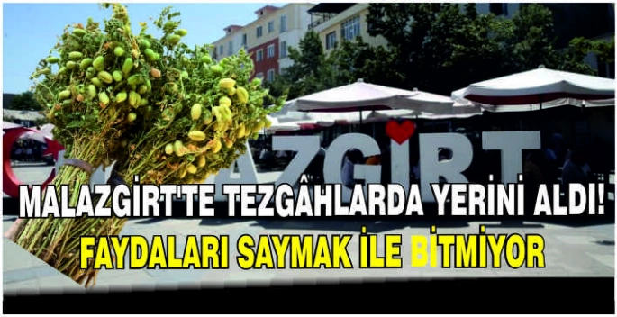 Malazgirt’te tezgâhlarda yerini aldı! Faydaları saymak ile bitmiyor