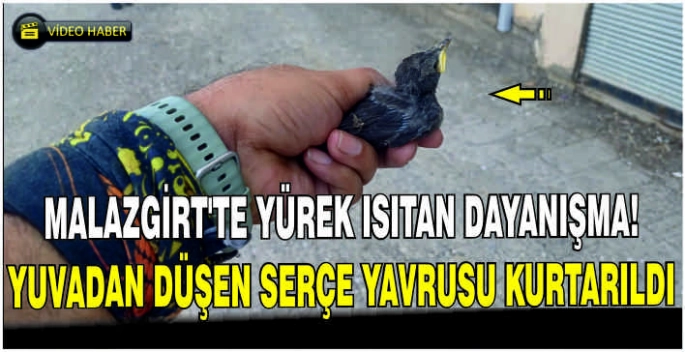 Malazgirt’te yürek ısıtan dayanışma: Yuvadan düşen serçe yavrusu kurtarıldı