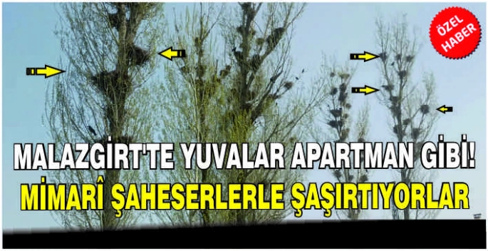Malazgirt’te yuvalar apartman gibi! Mimarî şaheserlerle şaşırtıyorlar