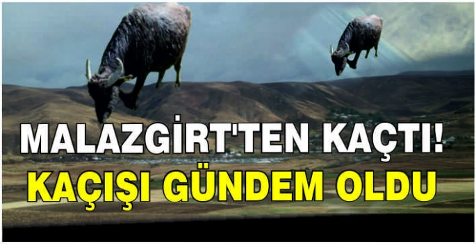 Malazgirt'ten kaçtı! Kaçışı gündem oldu