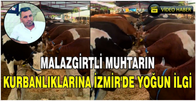Malazgirtli muhtarın kurbanlıklarına İzmir'de yoğun ilgi