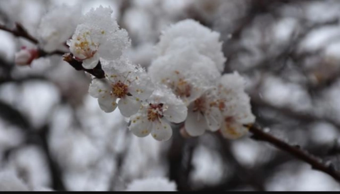 Meteoroloji'den zirai don uyarısı