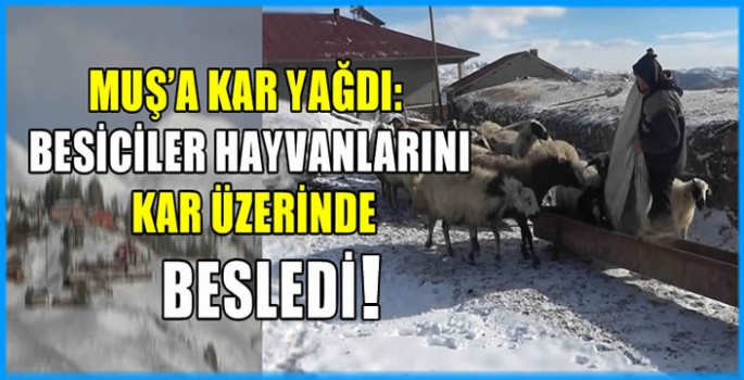 Muş’a kar yağdı:  Besiciler hayvanlarını kar üzerinde besledi!