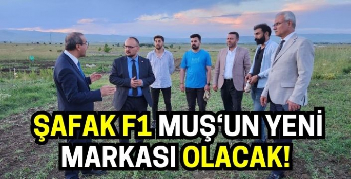 Muş'a yeni karpuz ve kavun üretimi: Şafak F1 marka olacak!