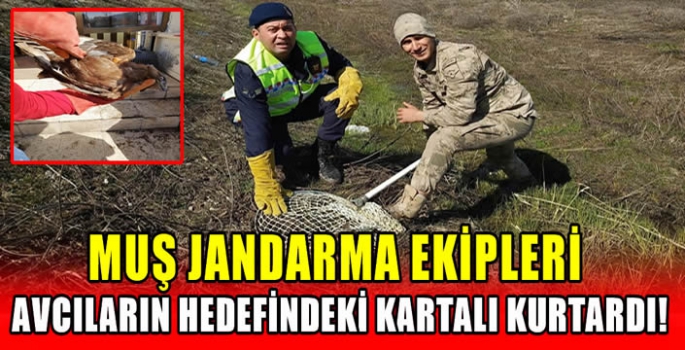 Muş Jandarma ekipleri avcıların hedefindeki kartalı kurtardı!