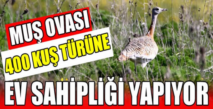 Muş Ovası 400 kuş türüne ev sahipliği yapıyor