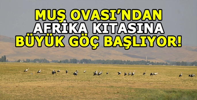 Muş Ovası büyük göçe hazırlanıyor: Afrika kıtasına gidecekler!