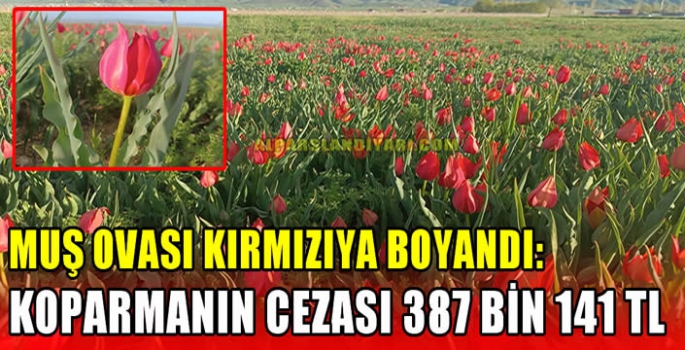 Muş Ovası kırmızıya boyandı: Koparmanın cezası 387 bin 141 TL