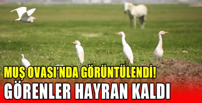 Muş Ovası’nda görüntülendi! Görenler hayran kaldı…